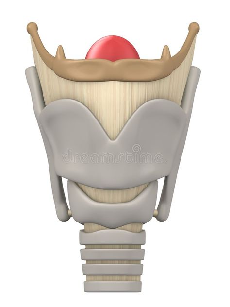 Larynx Anatomy, Biology Diagrams, Anatomy Illustration, Airway Management, Biology Facts, Anatomy Models, Medicine Student, Body Anatomy, Cognitive Development