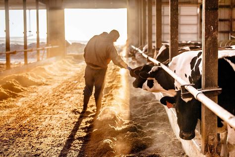 Living inside a dairytale 🐄 #RobbLong is a lifestyle, agriculture, corporate, and industrial photography specialist who understands the importance of delivering a strong and consistent brand image. "Image follows image. Stories unfold. Photographs tell a brand's story." - #dairy #farmer #cows #dairyfarm #lighting #agriculture #atedge #photography #photooftheday #photo #picoftheday #artphotography #featureshoot #digital #digitalphotography #agameoftones Agriculture Photography, Dairy Farming, Cow Photography, Farm Photography, Vancouver Washington, National Geographic Magazine, Industrial Photography, Best Ads, Farms Living