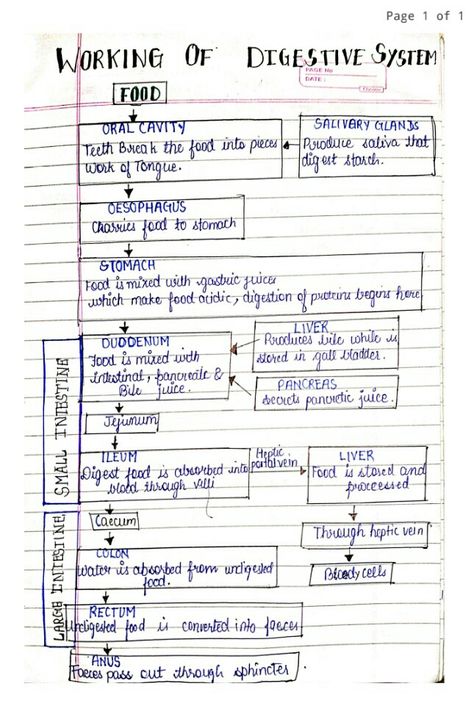 Science Digestive System Notes, Digestive System Flow Chart, Biology Digestive System Notes, The Digestive System Notes, Human Digestive System Notes, Digestive System Notes Aesthetic, Digestive System Notes, Digestion Diagram, Gcse Motivation