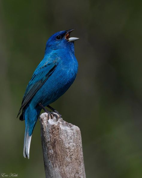 Indigo Bunting Indigo Bunting, Desert Plants, Bird Illustration, Bunting, Art Inspo, Birds, Plants, Animals, Blue