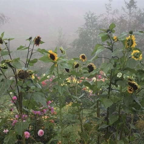 Nature Green Aesthetic, Storm Sky, Aesthetic Grey, Natural Photography, Pink Forest, Rain Storm, Pretty Landscapes, Forest Nature, Nature Green