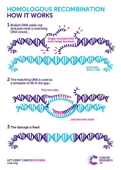 … Genetic Code, Mcat Study, Molecular Genetics, Study Biology, Science Words, Biology Lessons, Dna Repair, Teaching Biology, Science Notes