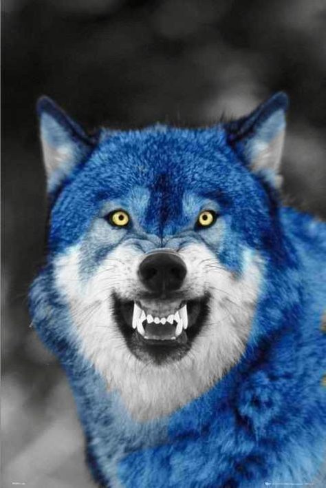 Wolf Snarling, Angry Wolf, Angry Animals, Blue Wolf, Wolf Images, Baby Wolf, Wolf Quotes, Wolf Photos, Werewolf Art