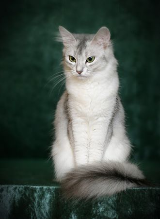 Somali Cat, Just A, Rare Cats, Cat Reference, Gorgeous Cats, Cat Photography, Warrior Cat, Domestic Cat, Warrior Cats