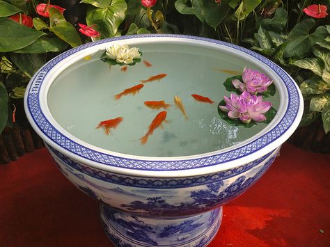 goldfish in Japanese pot Fish And Flowers, Chinese Pot, Street Curb, Container Pond, Small Water Gardens, Mini Pond, Fish Pond Gardens, Container Water Gardens, Goldfish Pond