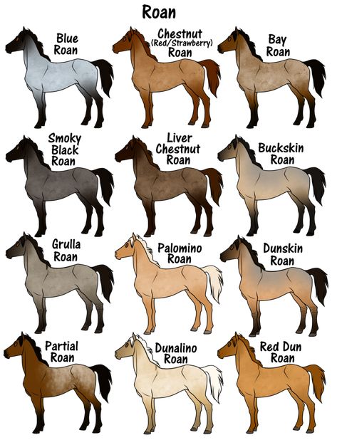 Horse Age Chart, Roan Horse Colors, Types Of Saddles, Horse Color Chart, Roan Horse, Horse Colours, Horse Markings, Horse Coat Colors, Horse Art Drawing