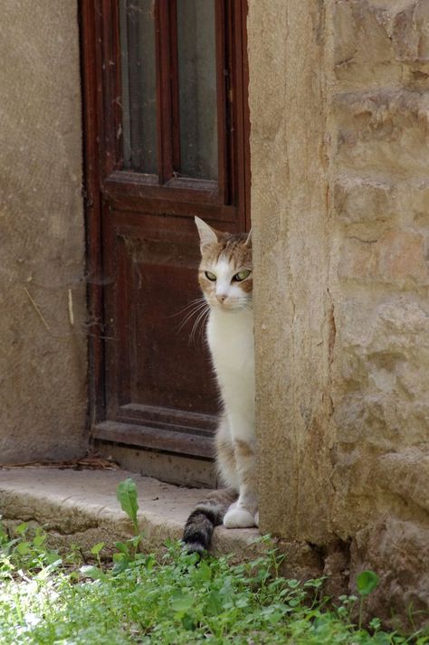 Sneaky cat by Arayashikinoshaka.deviantart.com on @deviantART Sneaky Cat, Gatos Cool, Cat Boarding, Domestic Cat, Wild Life, Pretty Cats, Beautiful Cats, 귀여운 동물, Cat Photo