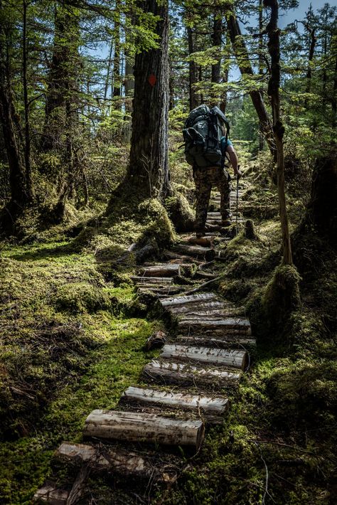 Alaska Forest, Gulf Of Alaska, Tongass National Forest, Temperate Rainforest, American Continent, Canoe Trip, Cedar Trees, Forest Service, I Want To Travel