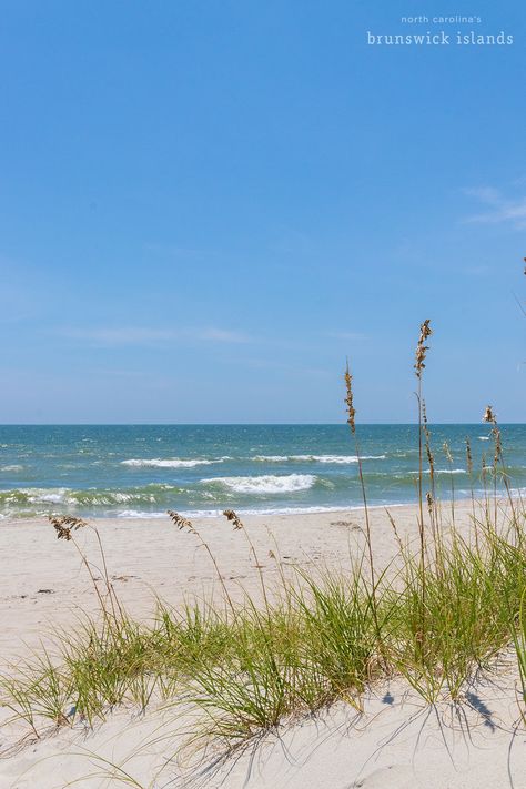 sea oats at the end of a sand dune with a view of the ocean behind them Crawdads Sing, Beautiful Beach Sunset, Carolina Beach Nc, Ocean Isle Beach Nc, Nc Beaches, Where The Crawdads Sing, Beach North Carolina, Ocean Island, North Carolina Beaches