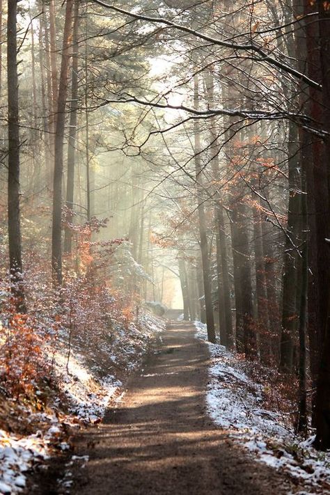 . ✔zϮ Dirt Road, Walk In The Woods, Winter Scenes, Vintage Photography, In The Woods, Nature Beauty, Beautiful World, Beautiful Landscapes, In The Middle