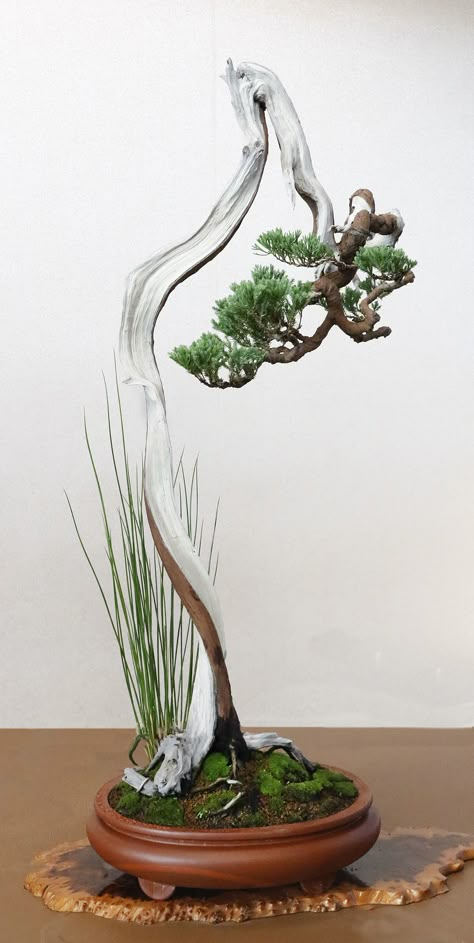 Bonsai Tree Types, Bonsai Tree Care, Bonsai Techniques, Indoor Bonsai Tree, Juniper Bonsai, Bonsai Styles, Japanese Bonsai, Indoor Bonsai, Bonsai Art