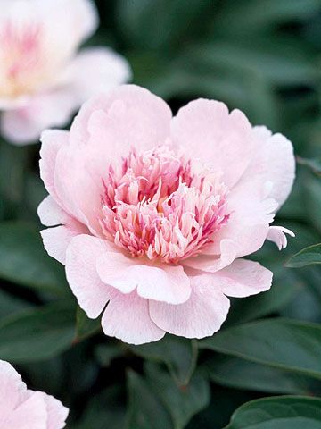 'Do Tell' is an award-winning unique peony from the 1940s known both for its Japanese form (wide petals with a mass of finer petaloids in the center) and pink color blend. Name: Paeonia 'Do Tell' Bloom Time: Midseason Growing Conditions: Full sun and well-drained soil Size: 36 inches tall Zones: 3-7 Native to North America: No Why We Love It: It's beautifully fragrant and offers a striking color combination in the garden. Peony Varieties, Peonies Garden, Have Inspiration, Pink Petals, Peony Flower, Trees And Shrubs, Flower Beauty, Types Of Flowers, Color Blending