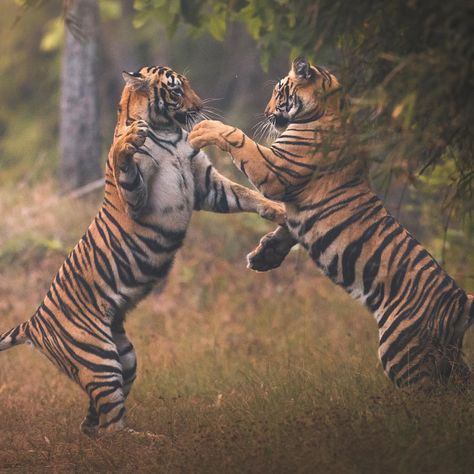 “Playing is a vital part of a tiger cub’s training. By the time they turn 18-months-old, they should be able to hunt by themselves.” 📸 + caption by Fernando O'Farril for #TigerTuesday 🐅 Discovery (@Discovery) | Twitter African Animals Photography, Tiger Cubs, Tiger Pictures, Siberian Tiger, Tiger Cub, Bengal Tiger, A Tiger, Nature Animals, Training Your Dog