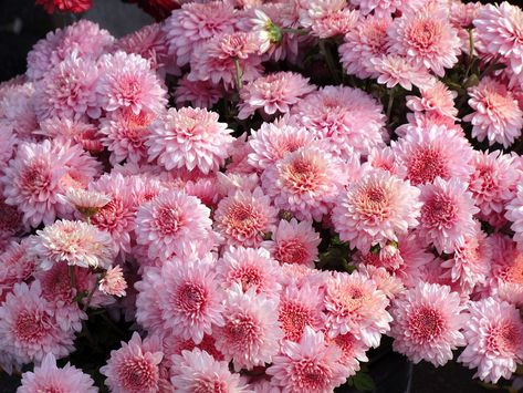 Crysantenum Flower Aesthetic, Chrysanthemum Flower Meaning, Crisanthiums Flower, Crysantenum Flower, Chrysanthemum Meaning, Chrysanthemum Pink, Chrysanthemum Bouquet, November Flower, Flower Chrysanthemum