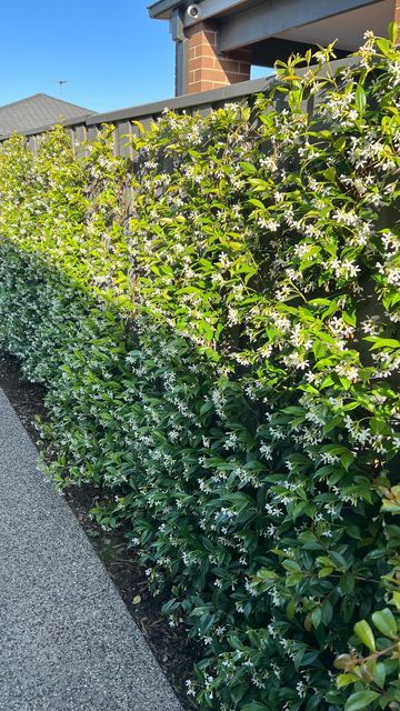 Andrea | Interior Styling • DIYS • Garden on Instagram: "NARROW SIDE PATH? 🍃 Our garden beds are only about 35cm wide. Here’s what we planted to help provide some privacy from our neighbours: • Lily Pilly Backyard Bliss • Chinese Star Jasmine (flowers beautifully in Spring/Summer) We planted only 16 months ago; these plants are fast growing in the right conditions! After 1 year of growth, we began using a hedge trimmer to keep the Lilly Pilly nice and flat 😊 Don’t forget to save for later 💚 Narrow Garden Side Of House, Narrow Hedge Plants, Star Jasmine Hedge, Narrow Garden Path Ideas, Star Jasmine Privacy Screen, Chinese Star Jasmine, Lilly Pilly Hedge Landscape Design, Narrow Planting Bed, Narrow Side Garden Ideas