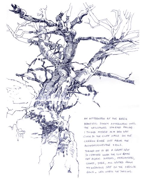 Old beech on ravine wall Tree Drawing Pen, Fine Pen Art, Tree Drawings, Richard Johnson, Bare Trees, Tree Drawings Pencil, Nature Art Drawings, Tree Sketches, Water Drawing