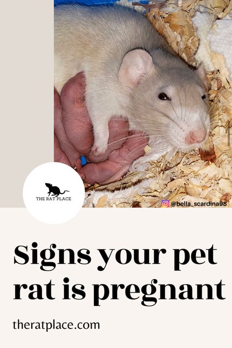 Tips on tell tale signs that your pet rat could be expecting #petrats #rats #pregnant Breeding Rats, Rat Breeding, Baby Rats, Pet Rat, Stopping Breastfeeding, Pregnancy Signs, A Rat, Pet Rats, First Pregnancy