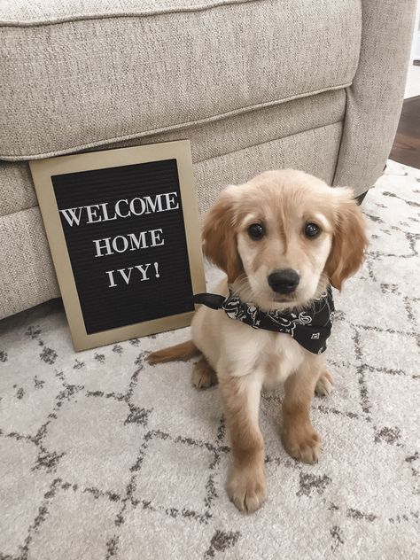 Welcome Home Puppy Ideas, Puppy Welcome Home Basket, Welcome Home Puppy, Puppy Welcome Home Pictures, New Puppy Announcement, New Puppy Announcement Instagram, Puppy First Night Home, Having Puppies Announcement, Puppy Anoucement