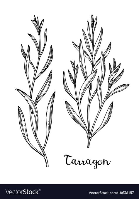 Tarragon Rosemary Tattoo, Cooking Tattoo, Botanical Line Drawing, Sketch Ink, Family Flowers, Botanical Drawing, Hand Drawn Vector Illustrations, Flower Sketches, Wood Burning Patterns