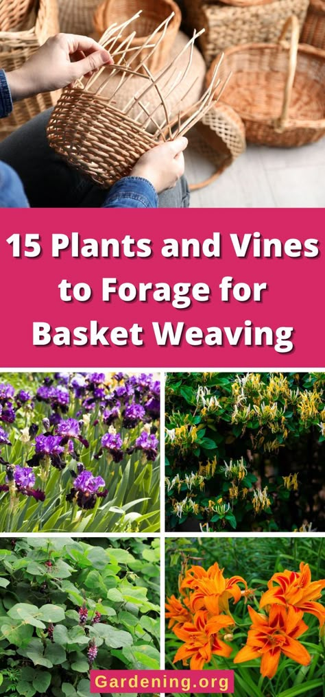 Weaving Baskets With Natural Materials, Grape Vine Basket Weaving, Basket Weaving Plants, Basket Weaving Foraging, Weaving A Basket, Weaving Pine Needles, Weaving Natural Materials, Diy Foraging Basket, Pine Basket Weaving