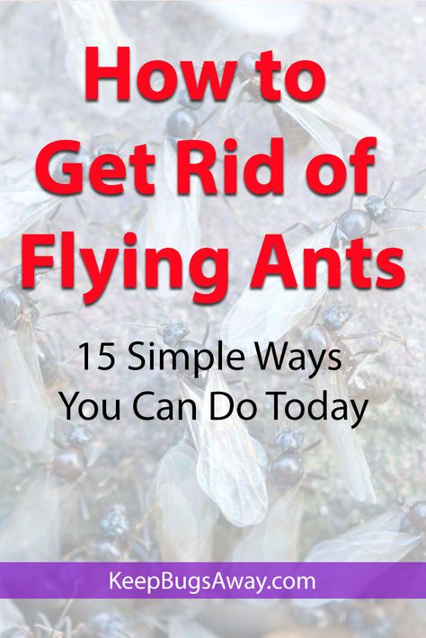 How to Get Rid of Flying Ants: Top 15 Easy Ways to Kill Flying Ants How To Get Rid Of Flying Ants, Flying Ants How To Get Rid Of, Flying Ants In House, Home Remedies For Flies, Ants In Garden, Ants With Wings, Homemade Ant Killer, Ant Spray, Flying Ants