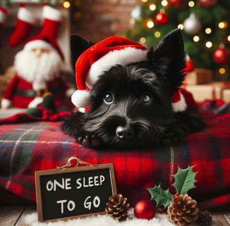 Scottie Dog Christmas, Scottie Terrier, Dog Xmas, Puppies Kittens, Christmas Dogs, Scottie Dogs, Scottish Terriers, Christmas Pet, Mini Schnauzer