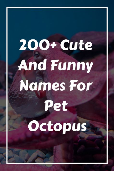 If you have an aquarium at home, then you may be interested in getting a pet octopus for it. Octopus Names, Aquarium At Home, Pet Octopus, Sea Spider, Mr Smalls, Badass Names, Pet Wolf, Baby Octopus, Cute Octopus