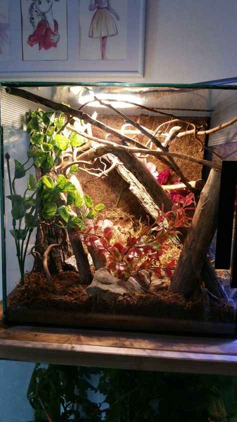 Praying Mantis Pet Habitat, Orchid Mantis Enclosure, Praying Mantis Enclosure Ideas, Praying Mantis Terrarium, Praying Mantis Enclosure, Mantis Terrarium, Mantis Enclosure, Bug Terrarium, Insect Enclosure