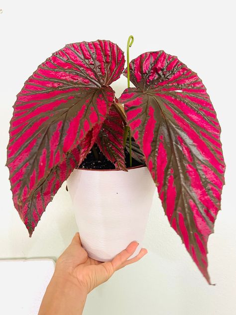 Begonia Brevirimosa, Rare Begonia, Angel Wing Begonia, Begonia Maculata, Plant Pot Covers, Gift Idea For Women, Pink Angel, Plant Gift, Pink Plant