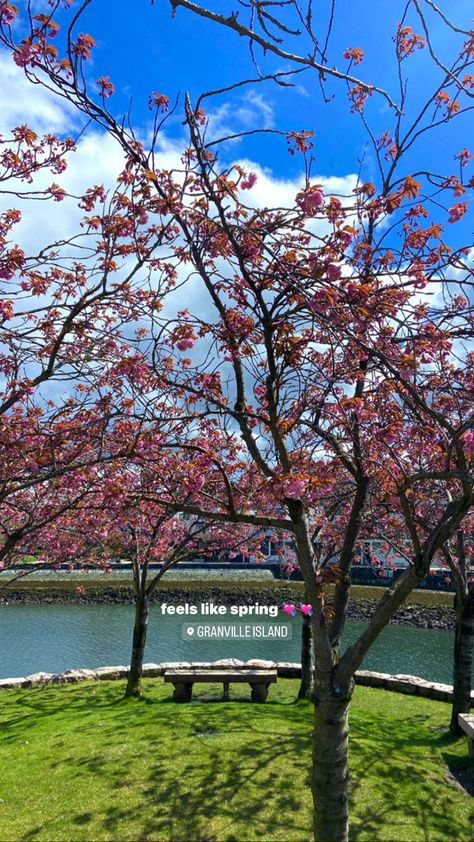 #spring #nature #naturephotography #springaesthetic #vancouver #aesthetic #instagram #inspiration Vancouver Spring, Vancouver Aesthetic, Spring Break Aesthetic, Spring Nature, Spring Aesthetic, Instagram Inspiration, Spring Break, Little Things, Mood Boards