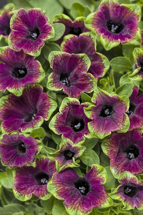 Petunia Flower, Fall Planters, Succulents In Containers, Garden Containers, Container Gardening Vegetables, Orchid Care, Rare Flowers, Container Flowers, Black Flowers