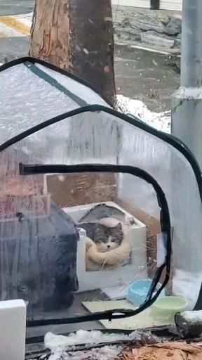 Cat House Outdoor Winter, Cat Shelters For Winter, Cat Shelters, Cute Dog Videos, Outdoor Cat Shelter, Feral Cat House, Camping With Cats, Cat House Diy, Pet Videos