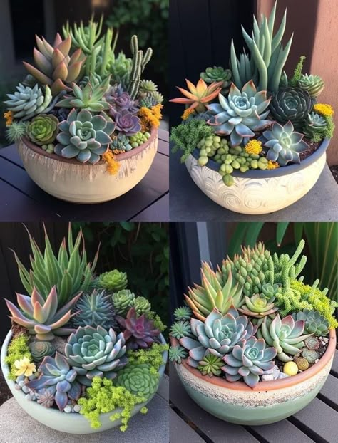 Patio Succulent Ideas, Succulent Garden Design Indoor, Succulent Pot Ideas, Succulents In Pots, Succulent Garden Outdoor, Potted Plants Patio, Succulent Garden Landscape, Succulent Bowls, نباتات منزلية