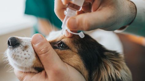 Treating Pink Eye, Eye Drops For Dogs, Dog Safe Plants, Tibet Terrier, Dog Tear Stains, German Shepherd Training, Dog Remedies, Gordon Setter, Shar Pei