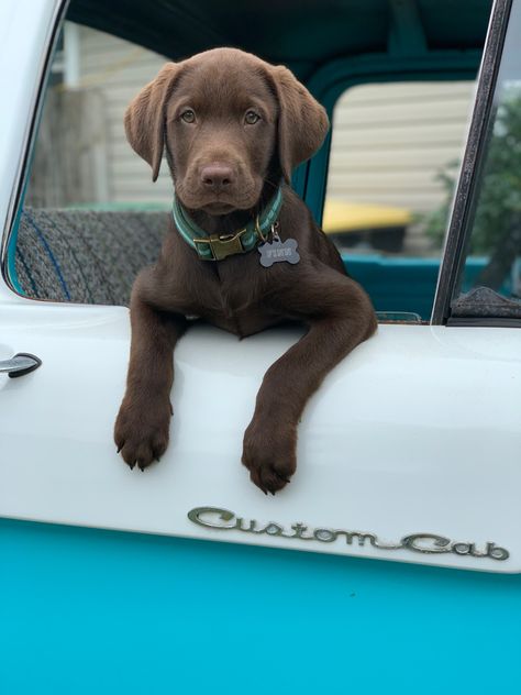 Chocolate Lab Aesthetic, Chocolate Lab Mix, Chocolate Lab Puppy, Puppy Announcement, Dream Puppy, Dogs Images, Life Plans, Chocolate Lab Puppies, Chocolate Labs