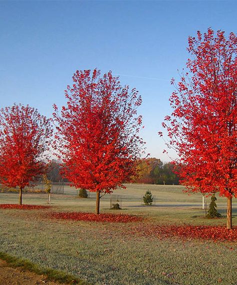 Acer Freemanii, Autumn Blaze Maple Tree, Maple Tree Landscape, Best Ground Cover Plants, Autumn Blaze Maple, Plants Nursery, Red Maple Tree, Winter Gardens, Red Autumn