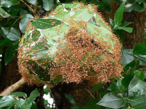 Red Weaver Ants, Yala National Park, Sri Lanka. by One more shot Rog, via Flickr Art In Nature, Sculpture Ideas, Arachnids, Colorful Animals, Color Effect, View Image, Ants, Nature Art, Sri Lanka