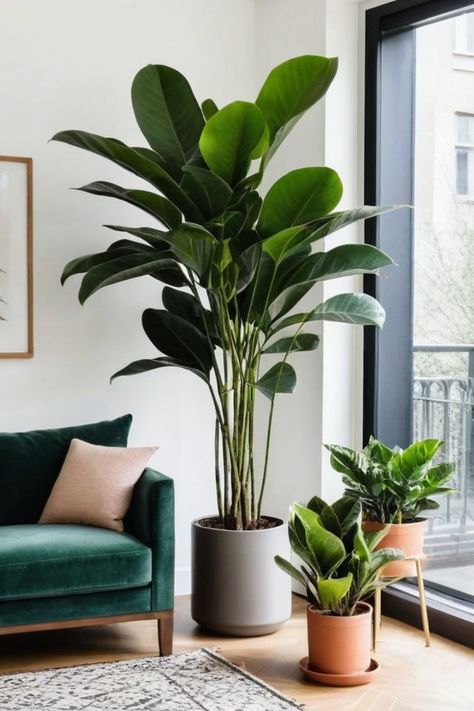 Looking to add some greenery to your home but worried about keeping them alive? Check out our selection of the best indoor plants that are hard to kill. These unkillable plants are perfect for beginners or anyone with a busy schedule. Discover the easiest plants for indoors and the best low-maintenance indoor plants that will thrive with minimal care. Say goodbye to the fear of plant parenting and hello to beautiful, thriving houseplants in your space! Indoor Plants Australia, Indoor Plants For Small Spaces, Easy Large Indoor Plants, Plants For Interior Design, Indoor Rubber Tree, Pot For Plants Indoor, Plant Styling Indoor, Real Indoor Plants, Indoor Plants Styling Living Rooms Houseplant