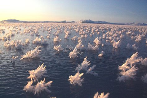 Frost Flowers, Frozen Water, Arctic Ocean, Snow Flakes, Frozen Lake, Natural Phenomena, Land Art, Science And Nature, Amazing Nature