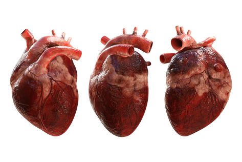 Anatomical Heart Reference, Human Heart Reference, Organ Reference, Human Heart Png, Organ Aesthetic, Real Human Heart, Organs Art, Heart Reference, Human Heart Diagram