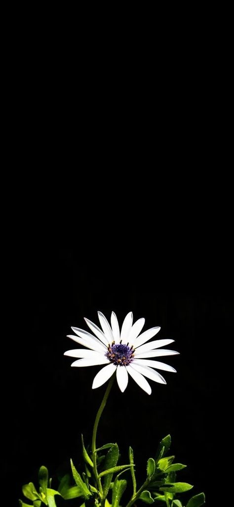 Wallpaper For Amoled Display, Wallpaper For Amoled, Single Wallpaper, Auto Wallpaper, Old Iphone Wallpapers, Amoled Wallpaper, Iphone Wallpaper Earth, Anime Cars, Home Screen Lock Screen