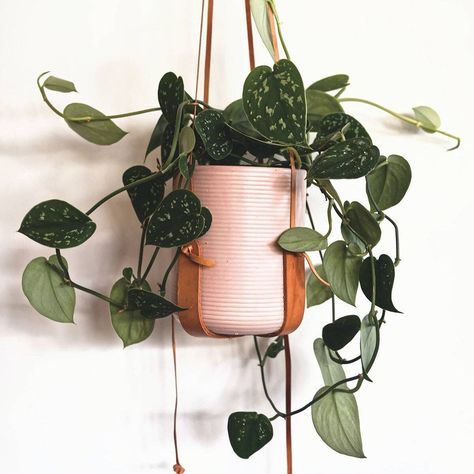 Whether you're an urban dweller with limited natural light or seeking green companions to liven up your office cubicle, you've come to the right place! We've handpicked a selection of the best plants that survive and thrive in low-light conditions; there’s no more need to worry about your plant friends withering away from lack of sunlight! Indoor Plants For Low Light, Plants For Low Light, Satin Pothos, Golden Pothos, Best Indoor Plants, Hanging Plant, Low Light, Indoor Plants, Satin