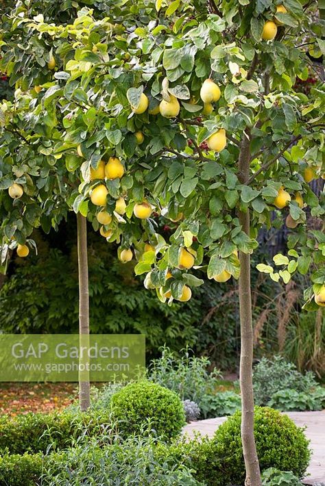 Quince Tree, Trees In Autumn, Tree Garden, Food Forest, Plant Photography, Garden Trees, Permaculture, Quince, Garden Projects