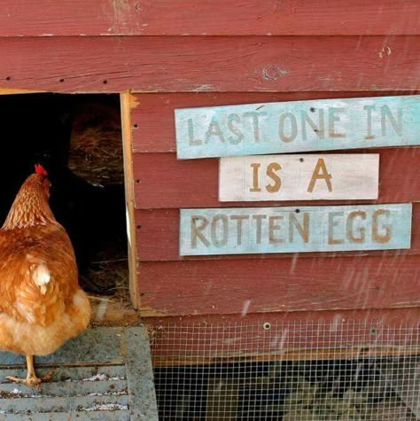 Definitely need at our coop! Easy Chicken Coop, Rotten Egg, Chicken Coop Decor, Chicken Coop Signs, Chicken Life, Chicken Signs, House Farm, Crazy Chicken Lady, Keeping Chickens