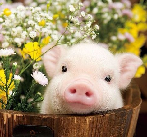 Regard Animal, Cutee Animals, Cute Piglets, Baby Farm Animals, Cute Piggies, Baby Animals Pictures, Pet Pigs