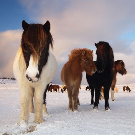 Icelandic ponies Icelandic Ponies, Icelandic Horses, Cute Ponies, Icelandic Horse, Most Beautiful Horses, Miniature Horse, All The Pretty Horses, I Love Horses, Cute Horses