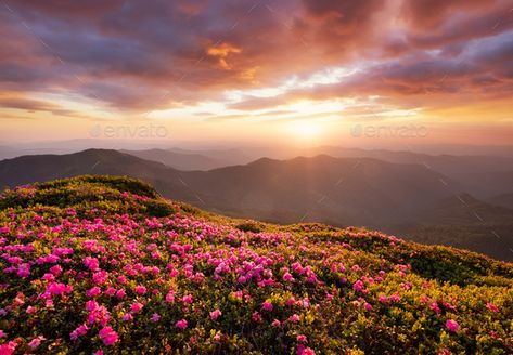 A blossoming field in the mountains. Summer landscape during the sunset. by biletskiy. Mountains during flowers blossom and sunrise. Flowers on the mountain hills. Beautiful natural landscape at the summe... #Sponsored #sunset, #landscape, #Mountains, #biletskiy Sunrise Flowers, Summer Mountains, Blue Texture Background, Mountain Summer, Yellow Fields, Mountain Sky, Scenic Pictures, Sunrise Landscape, Mountains Landscape