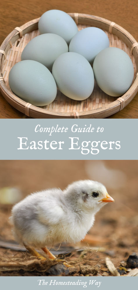 Complete Guide to Easter Egger Chickens Best Chicken Breeds For Eggs, Easter Egger Chickens, Types Of Chickens And Their Eggs, Chicken Breeds And Egg Color, Americana Chickens Eggs, Easter Egger Chicken Eggs, Americana Chickens, Chicken Breeds For Eggs, Acreage Ideas