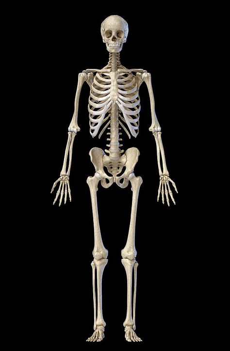 Male Skeleton, Human Skeletal System, Black Background Illustration, Skeleton Illustration, Skeletal System, Human Skeleton, Normal Person, Skeletal, Background Illustration