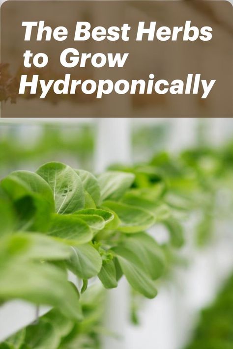 Interested in hydroponic gardening?

Hydroponics is a process of growing plants in water instead of soil. This method has many benefits, including faster growth, using less space, and no need for soil. Pests and diseases are also less likely to affect plants grown hydroponically.

Also, hydroponic gardens can be indoors or outdoors and are perfect for anyone who wants to grow herbs and vegetables. Let's look at which herbs are best suited for this gardening method. What To Grow In Hydroponics, Growing Plants In Water, Hydroponic Gardening Diy, Hydroponic Herb Garden, Indoor Hydroponic Gardening, Hydro Gardening, Best Herbs To Grow, Hydroponic Grow Systems, Herbs To Grow